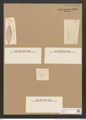 Mastogloia elegans Lewis (de-Toni-Nr.: Genus 26, Species 1257) Zeichnungen Sammlung Grunow Nr. 2413 (NHMW-BOT-W0369567)
